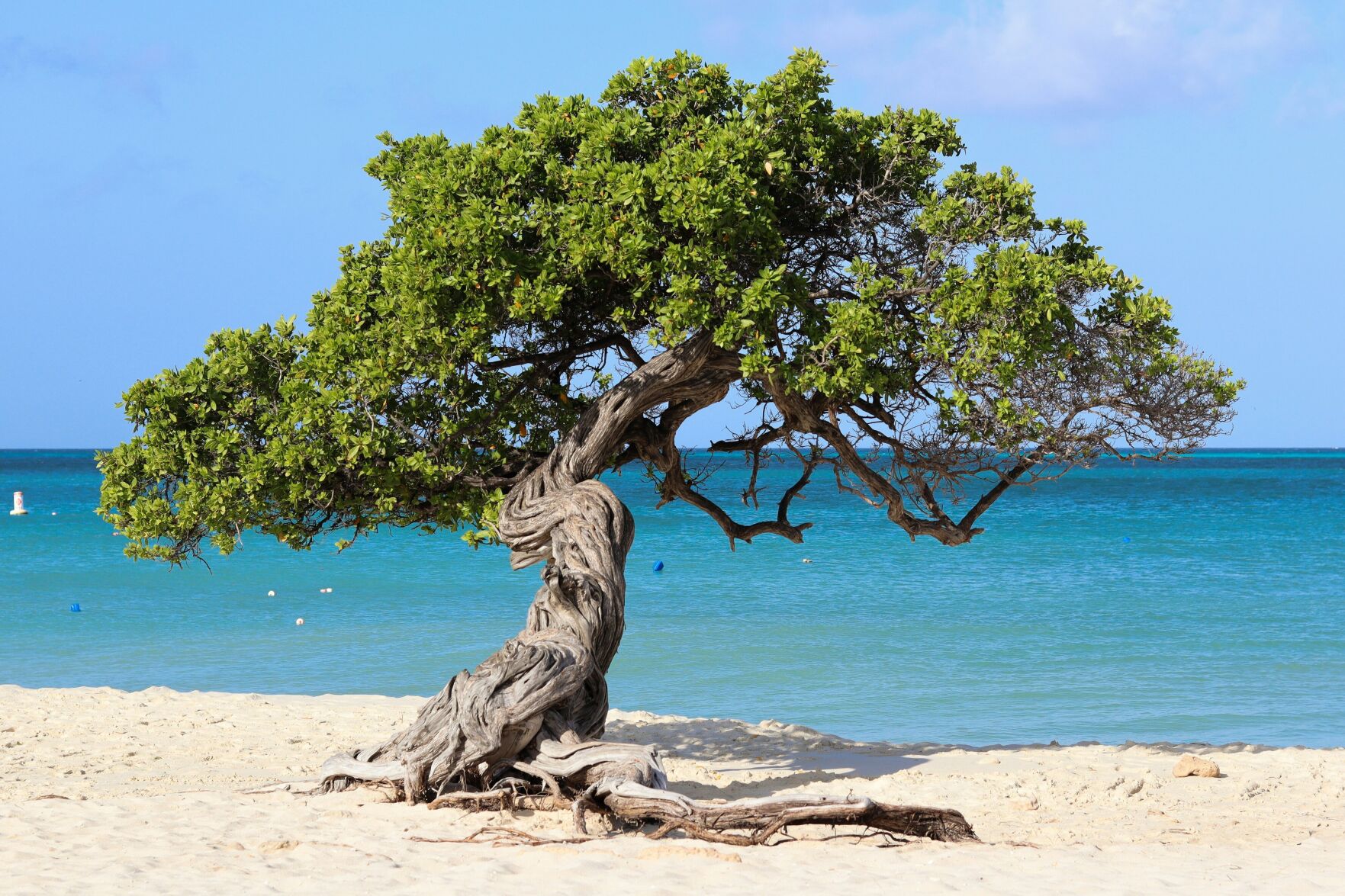 Aruba, Beach Tree - Vera Wijermars, Unsplash.jpg